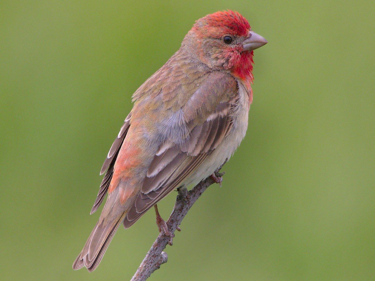 Kashmir Valley Rosefinch