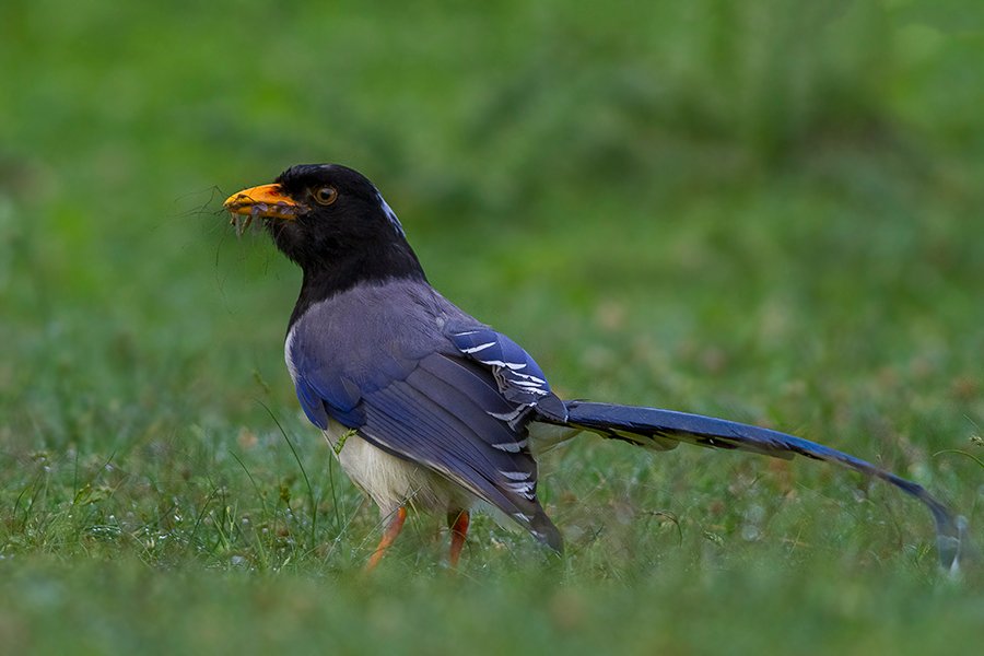 Kashmiri Blue Magpie