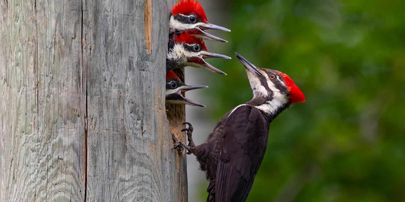 Woodpeckers