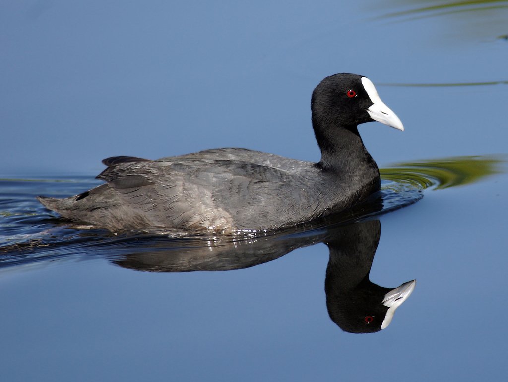 Eurasian Coot