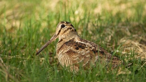 Kashmiri Woodcock