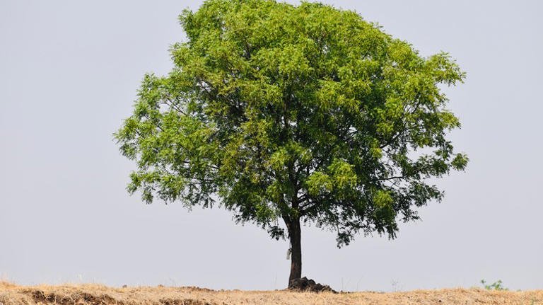 Neem Trees