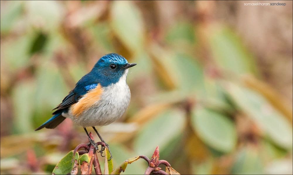 Western Himalayan Blue Robin